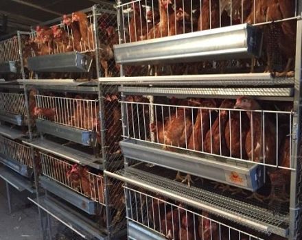 Caractéristiques de la cage des poulets à la maison, taille et densité