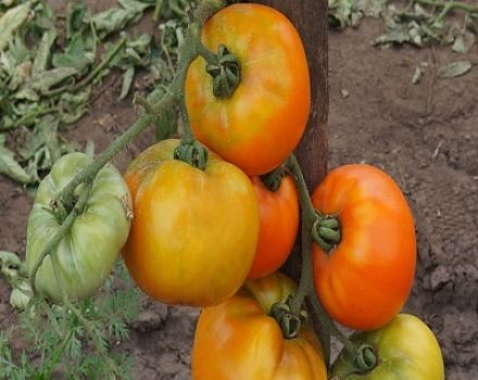 Description de la variété de tomate Ilya Muromets bogatyr sur le site