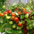 Characteristics and description of the tomato variety Sweet kiss, its yield