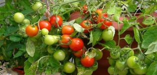 Characteristics and description of the tomato variety Sweet kiss, its yield