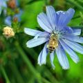 Menanam dan menanam chicory dari biji di kebun, penjagaan luar dan pembiakan