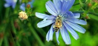 Plantar y cultivar achicoria a partir de semillas en el jardín, cuidado y reproducción al aire libre.