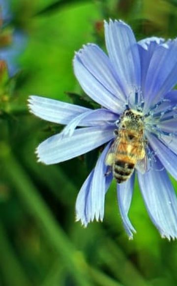 Menanam dan menanam chicory dari biji di kebun, penjagaan luar dan pembiakan