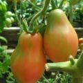 Description of the Crimean rose tomato variety, cultivation features and yield