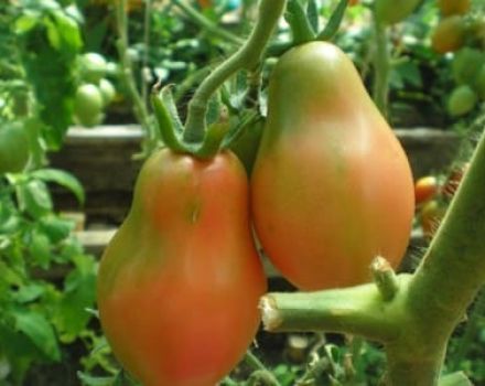 Descrizione della varietà di pomodoro rosa di Crimea, caratteristiche di coltivazione e resa