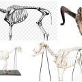 Composants du squelette de mouton, anatomie des membres et mécanique du mouvement