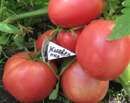 Descripción de una variedad de tomate de frutos grandes Kievlyanka y su rendimiento.