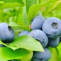 Petua untuk penduduk musim panas tentang cara menyebarkan blueberry kebun di rumah dengan betul