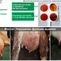 Définition de la mammite subclinique chez les vaches et traitement à domicile