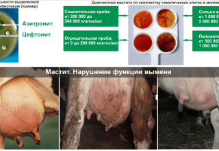 Definition of subclinical mastitis in cows and treatment at home