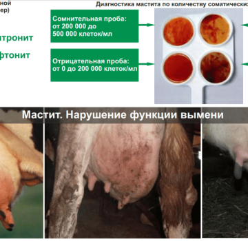 Définition de la mammite subclinique chez les vaches et traitement à domicile