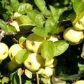 Description et caractéristiques des variétés de pommes Garniture blanche, à maturité et comment conserver