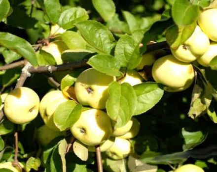 Description et caractéristiques des variétés de pommes Garniture blanche, à maturité et comment conserver