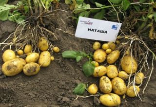 Descripción de la variedad de papa Natasha, sus características y rendimiento.