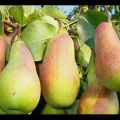 Description and characteristics of the Talgarskaya Krasavitsa pear variety, planting and care