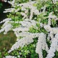 Beschrijving en de beste variëteiten van zwavelspirea, de regels voor aanplant en verzorging in het open veld