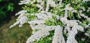 Description and the best varieties of sulfur spirea, the rules of planting and care in the open field