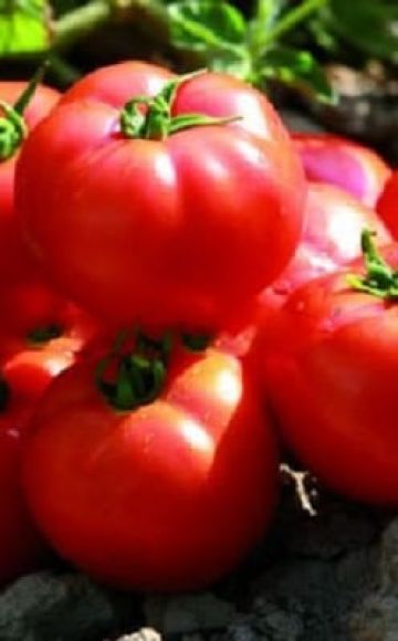 Descripción de la variedad de tomate Sadik f1, características de cultivo y rendimiento.