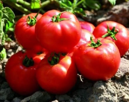 Descripción de la variedad de tomate Sadik f1, características de cultivo y rendimiento.