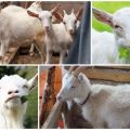 How much does a goat weigh on average and a table of indicators, how to determine without weights