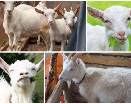 Description et signes de la race de chèvre blanche russe, conditions de logement et alimentation