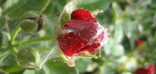 How to deal with chemicals and folk remedies with spider mites on roses