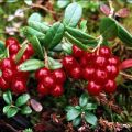 Useful and medicinal properties of lingonberry berries and possible contraindications