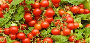 Description of the Verige tomato variety, features of cultivation and care