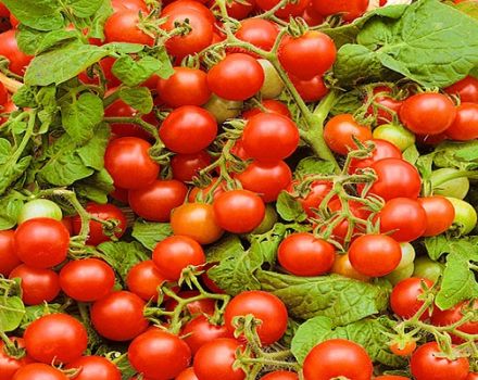 Description de la variété de tomates Verige, caractéristiques de culture et d'entretien