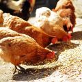 The best composition and proportions of mixed feed for chickens, cooking at home