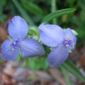 Description de 15 types de jardin tradescantia, plantation et entretien en plein champ et à la maison