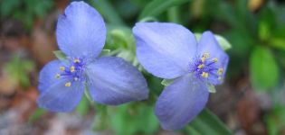 Description de 15 types de jardin tradescantia, plantation et entretien en plein champ et à la maison