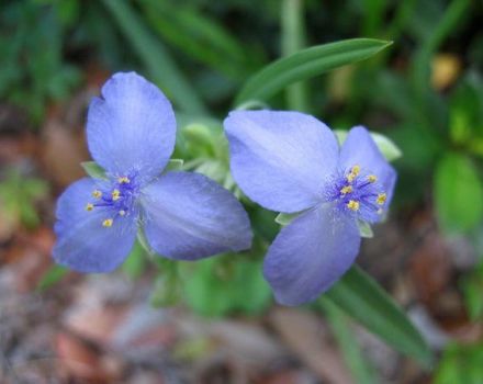 Description de 15 types de jardin tradescantia, plantation et entretien en plein champ et à la maison