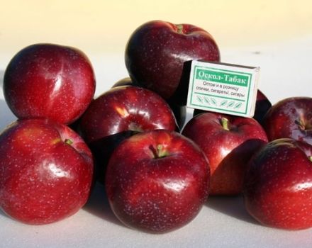 Description and characteristics of the Williams Pride apple variety, how often it bears fruit and growing regions