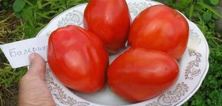 Description de la variété de tomate Ballerina et de ses caractéristiques