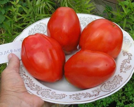 Description de la variété de tomate Ballerina et de ses caractéristiques