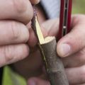 Hoe pruimen correct te planten in de zomer, lente en herfst, methoden en technologieën voor beginners