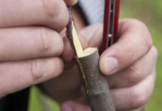 Como plantar ameixas corretamente no verão, primavera e outono, métodos e tecnologias para iniciantes