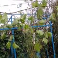 Cómo propagar uvas con aire y capas verdes en primavera, verano y otoño.