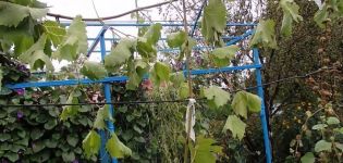 How to propagate grapes with airy and green layers in spring, summer and autumn