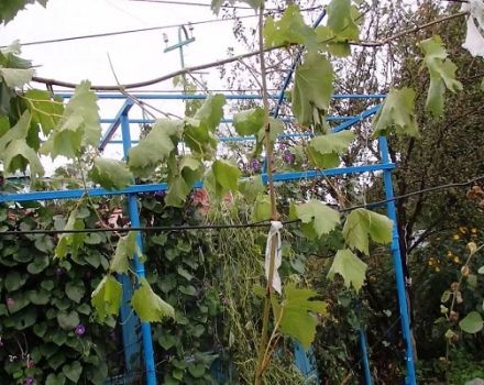 How to propagate grapes with airy and green layers in spring, summer and autumn