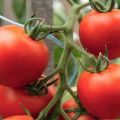 Description de la variété de tomate Alpha et de ses caractéristiques