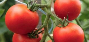 Description of the tomato variety Alpha and its characteristics