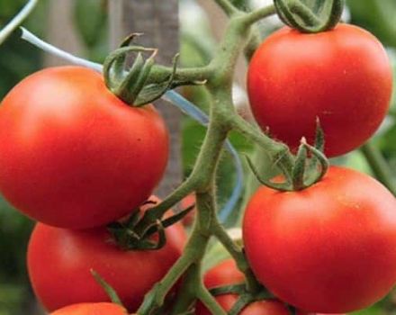 Description of the tomato variety Alpha and its characteristics