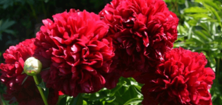 Description and characteristics of the Red Grace peony variety, cultivation and care