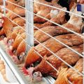 Règles pour le soin et l'entretien des poulets en hiver pour les débutants à la maison