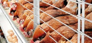 Règles pour le soin et l'entretien des poulets en hiver pour les débutants à la maison