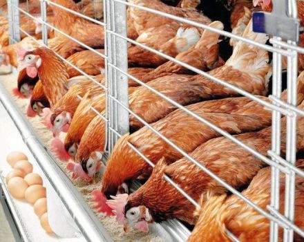 Règles pour le soin et l'entretien des poulets en hiver pour les débutants à la maison