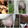 The reason for the appearance of blood in milk in a goat, what to do and methods of treatment