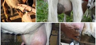 The reason for the appearance of blood in milk in a goat, what to do and methods of treatment